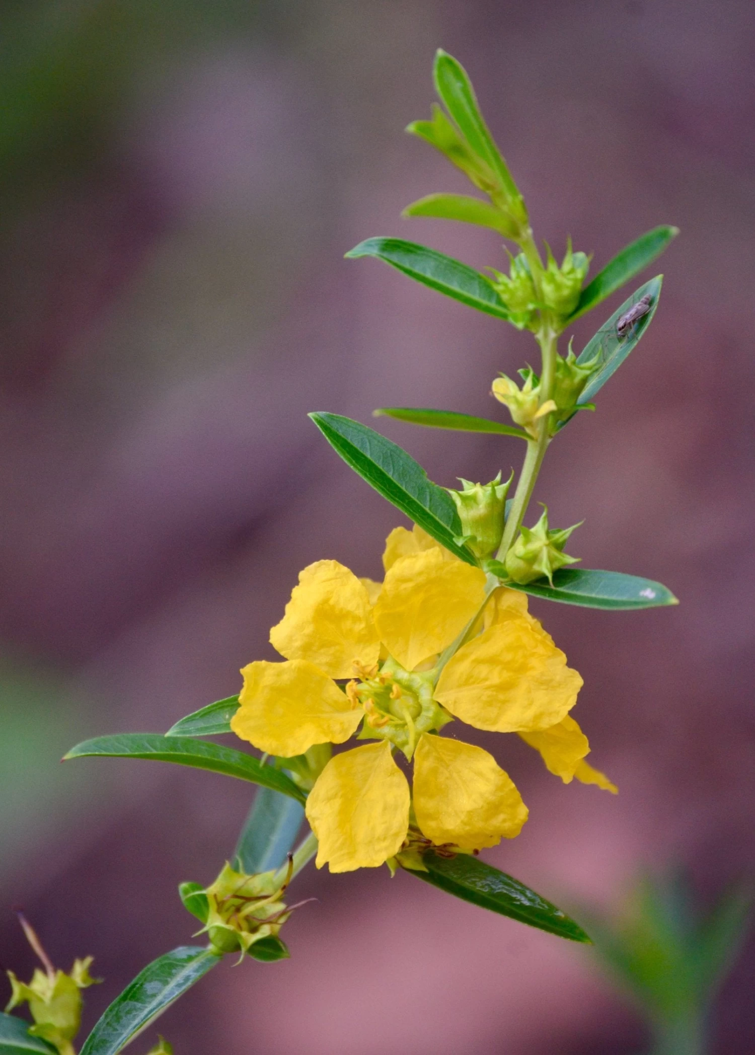 Sun Opener, Sinicuichi (Heimia Salicifolia) - Image 4
