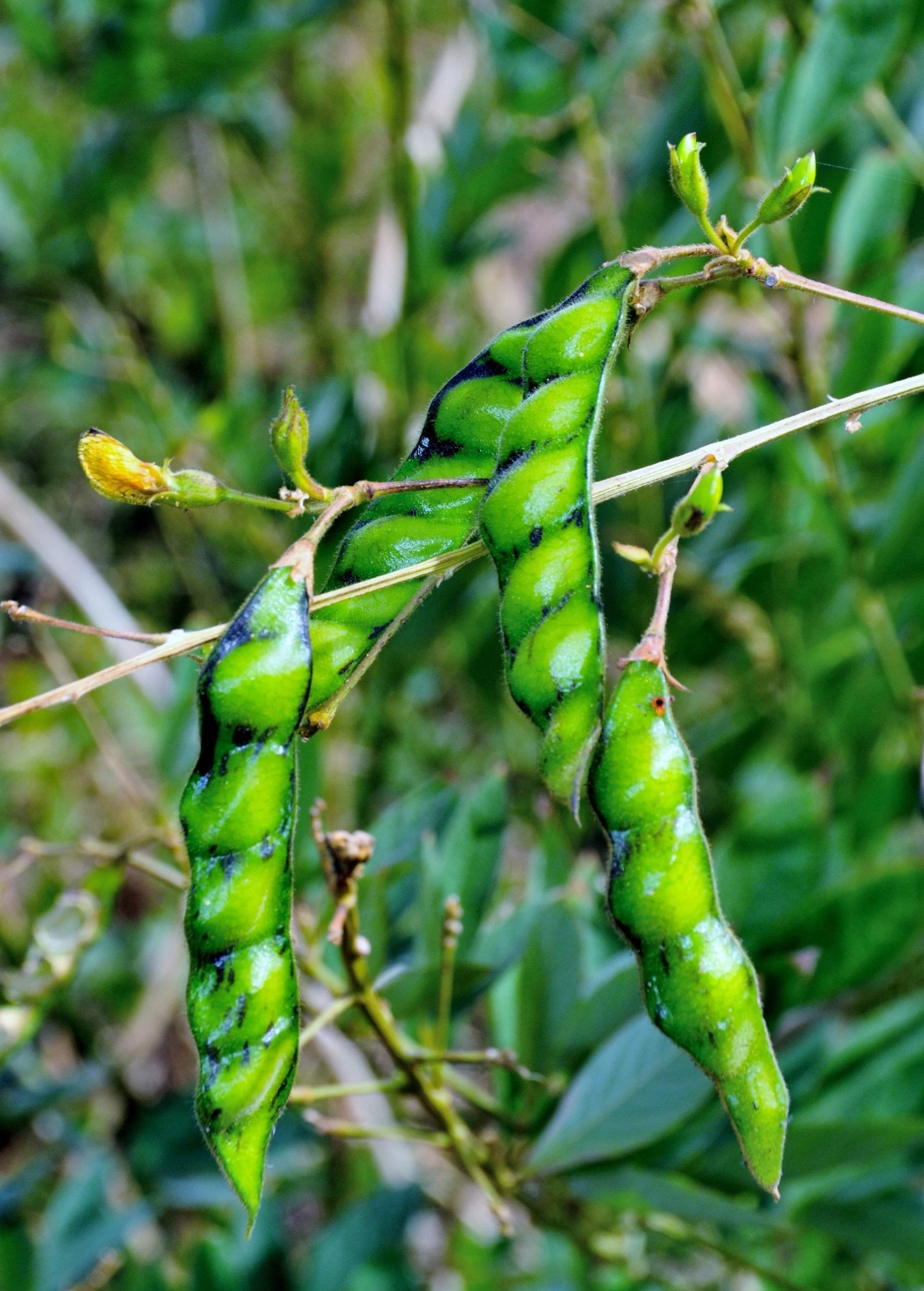 Pigeon Pea, Red (Cajanus Cajan) - Image 2
