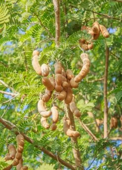 Tamarind (Tamarindus Indica)