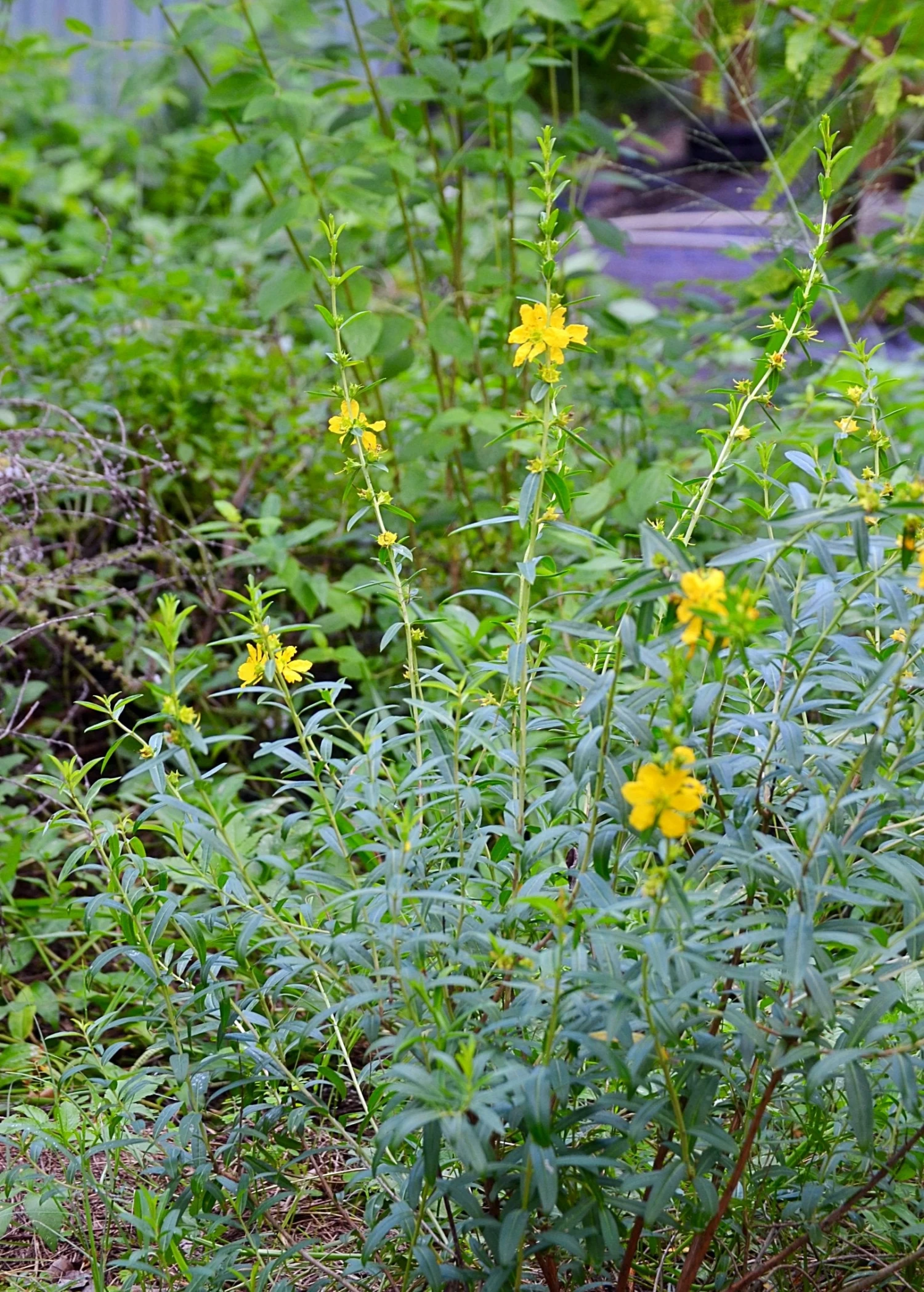 Sun Opener, Sinicuichi (Heimia Salicifolia) - Image 2