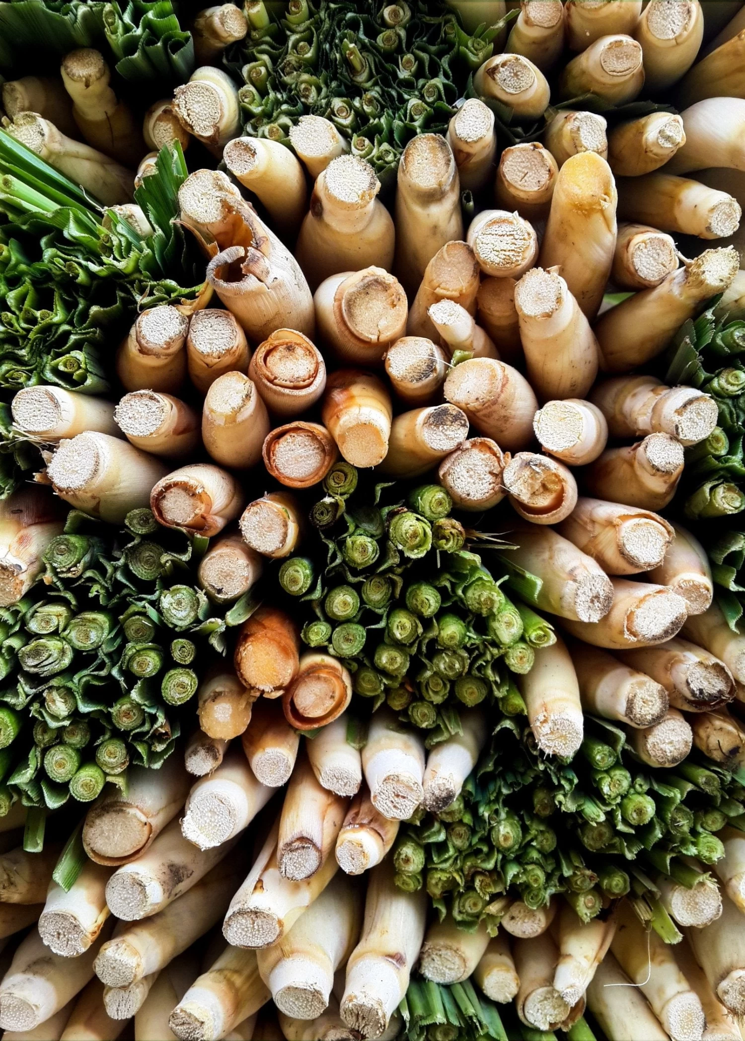 Lemongrass (Cymbopogon) - Image 2