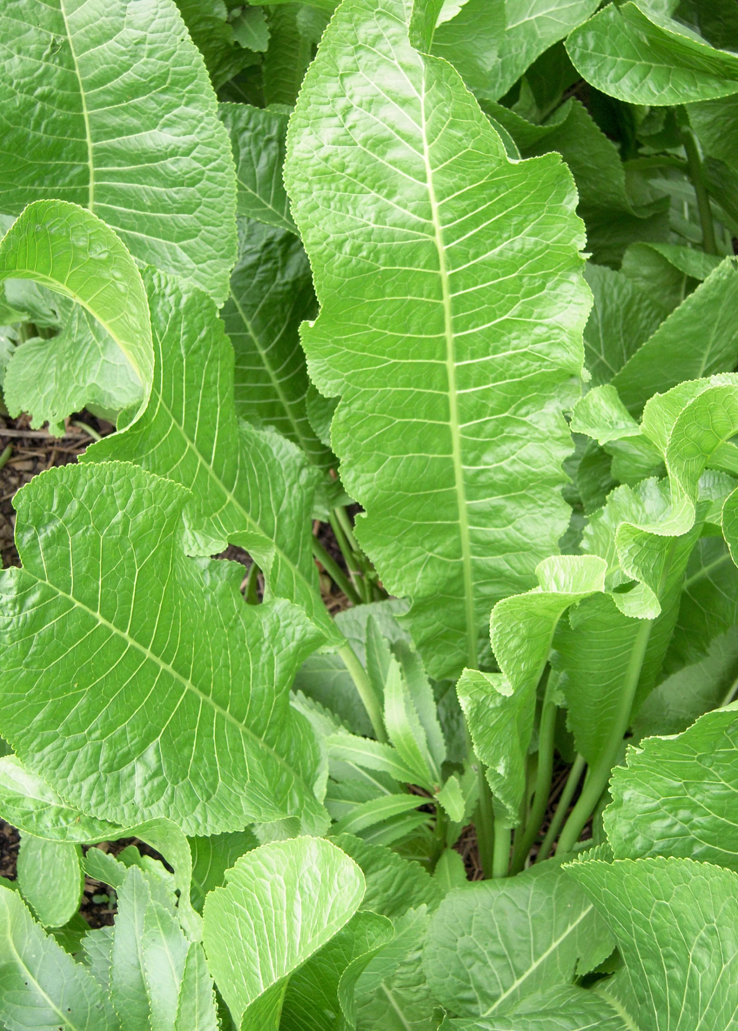 Horseradish (Armoracia Rusticana) - Image 2