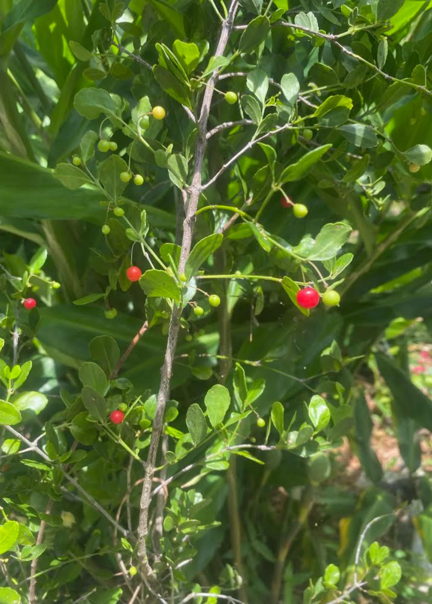 Maiden Berry (Crossopetalum Rhacoma) - Image 2