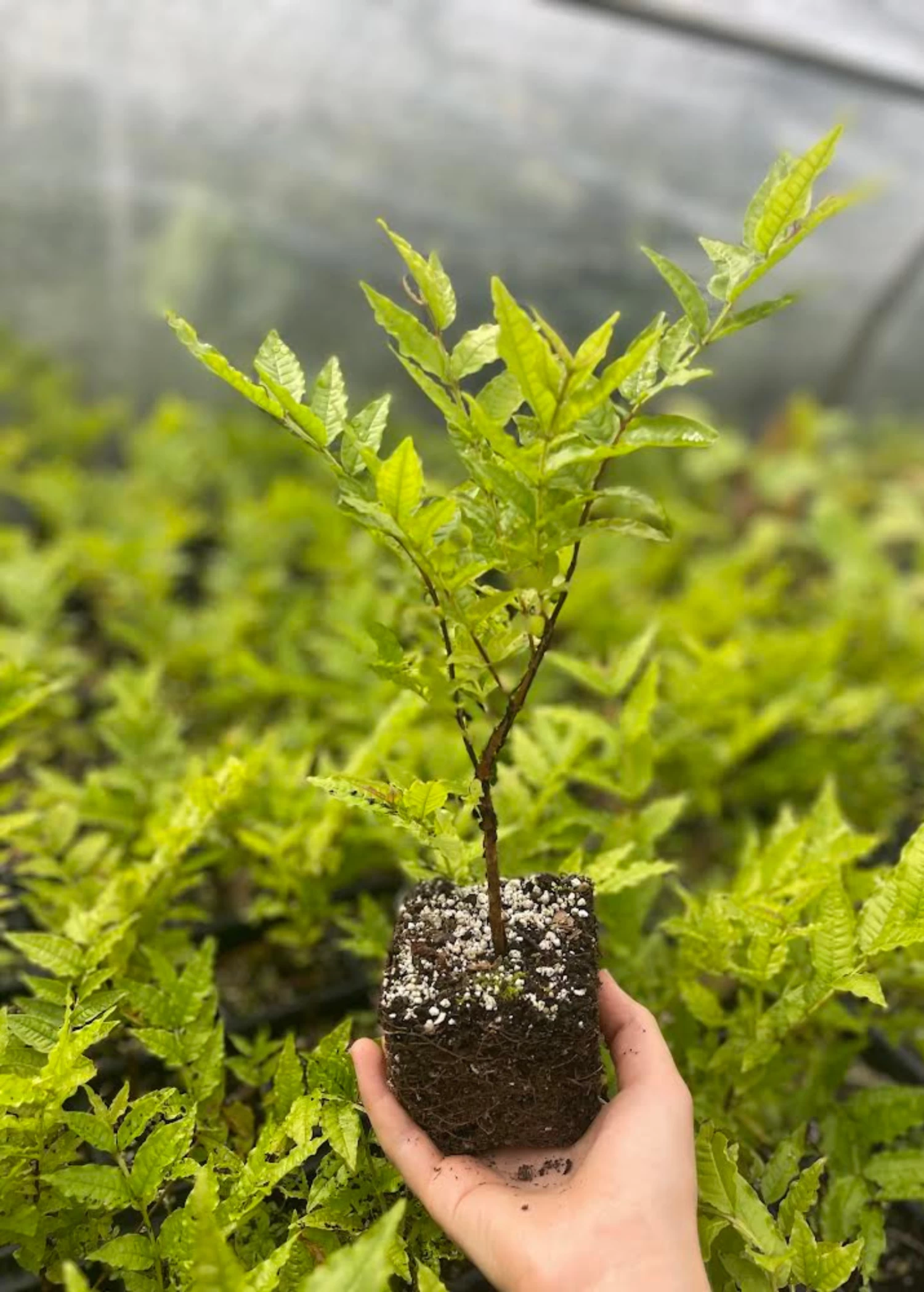 Brazilian Guava (Psidium Angulatum) - Image 2
