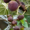 Fig Tree Bundle: 'Olympian' Fig & 'Brown Turkey' Fig