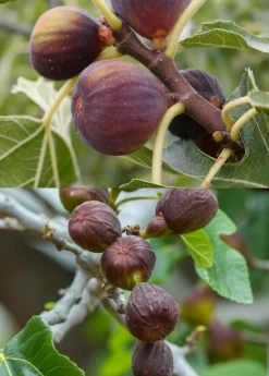 Fig Tree Bundle: 'Olympian' Fig & 'Brown Turkey' Fig