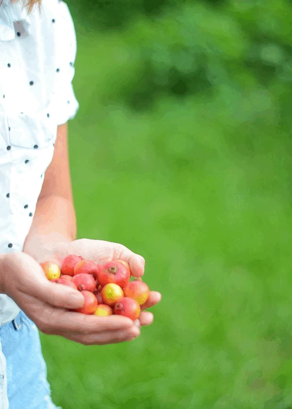 Guava, Strawberry (Psidium Cattleianum) - Image 3