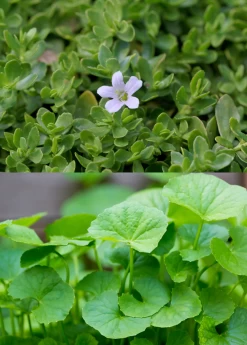 Ayurveda Herb Bundle: Gotu Kola & Brahmi