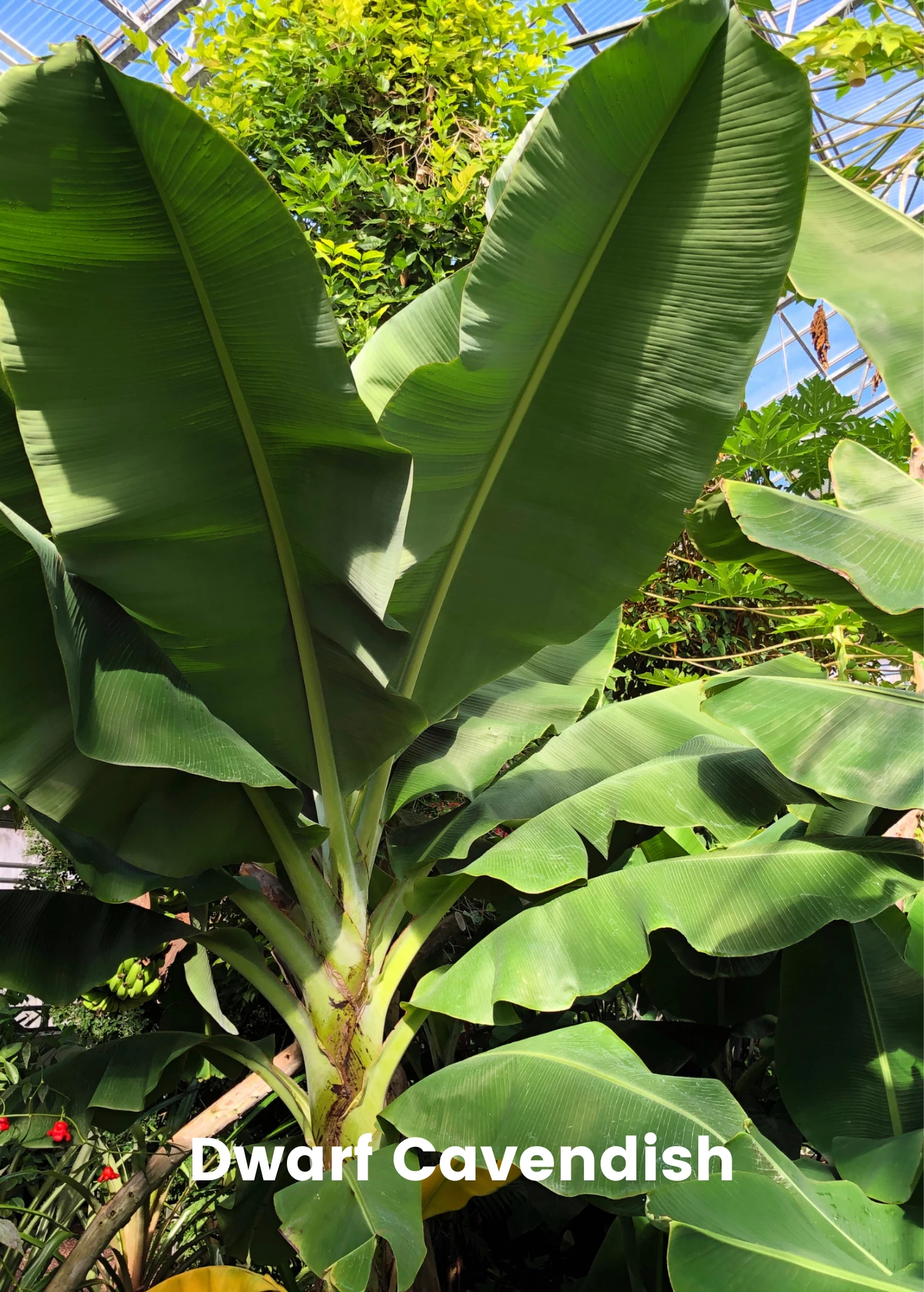 Banana Bundle: Siam Ruby, Blood Banana, Dwarf Cavendish & Red Abyssinian - Image 6