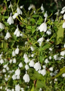 White Crane Flower (Rhinacanthus Nasutus)