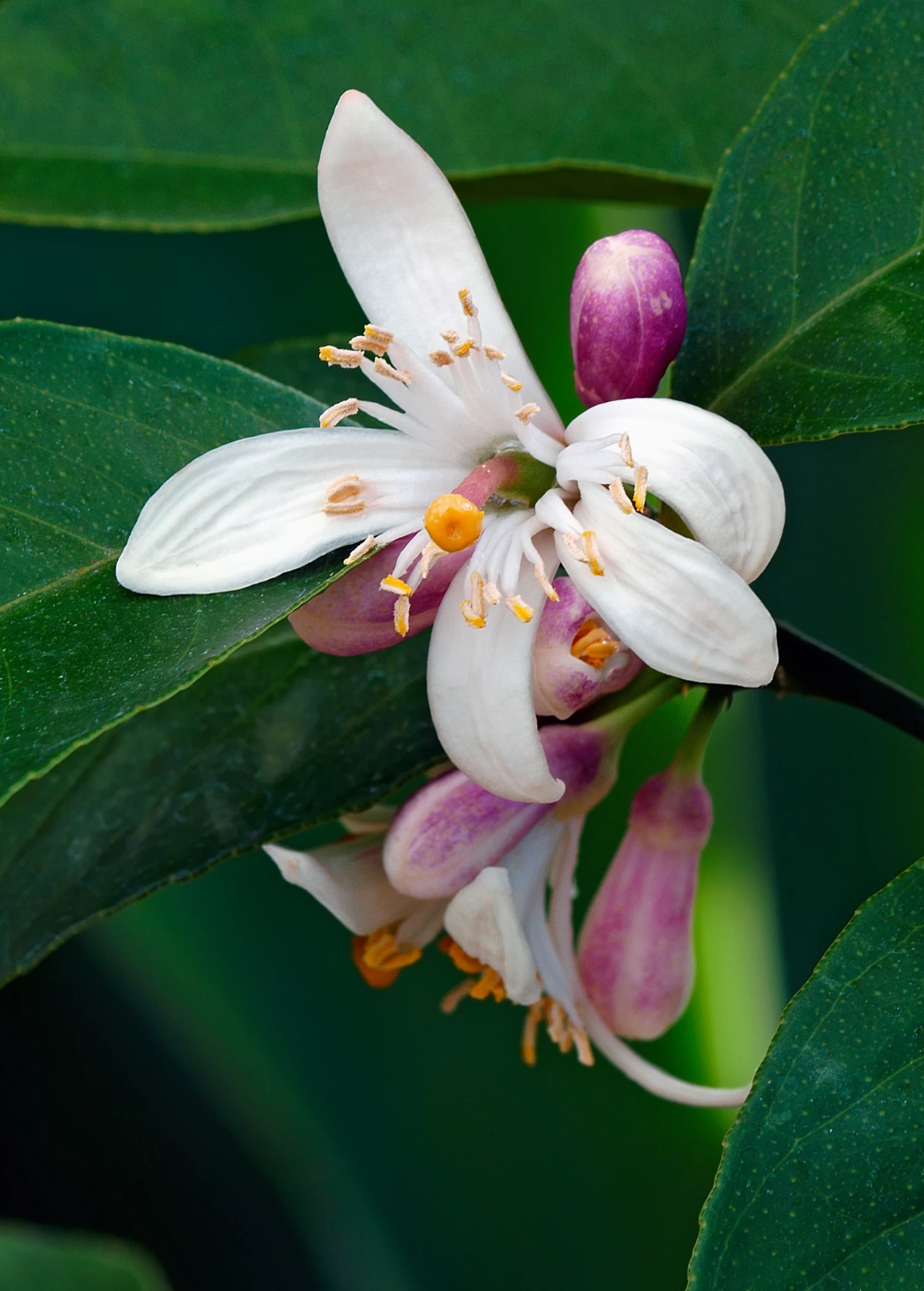 Meyer Lemon (Citrus × Meyeri) - Image 5