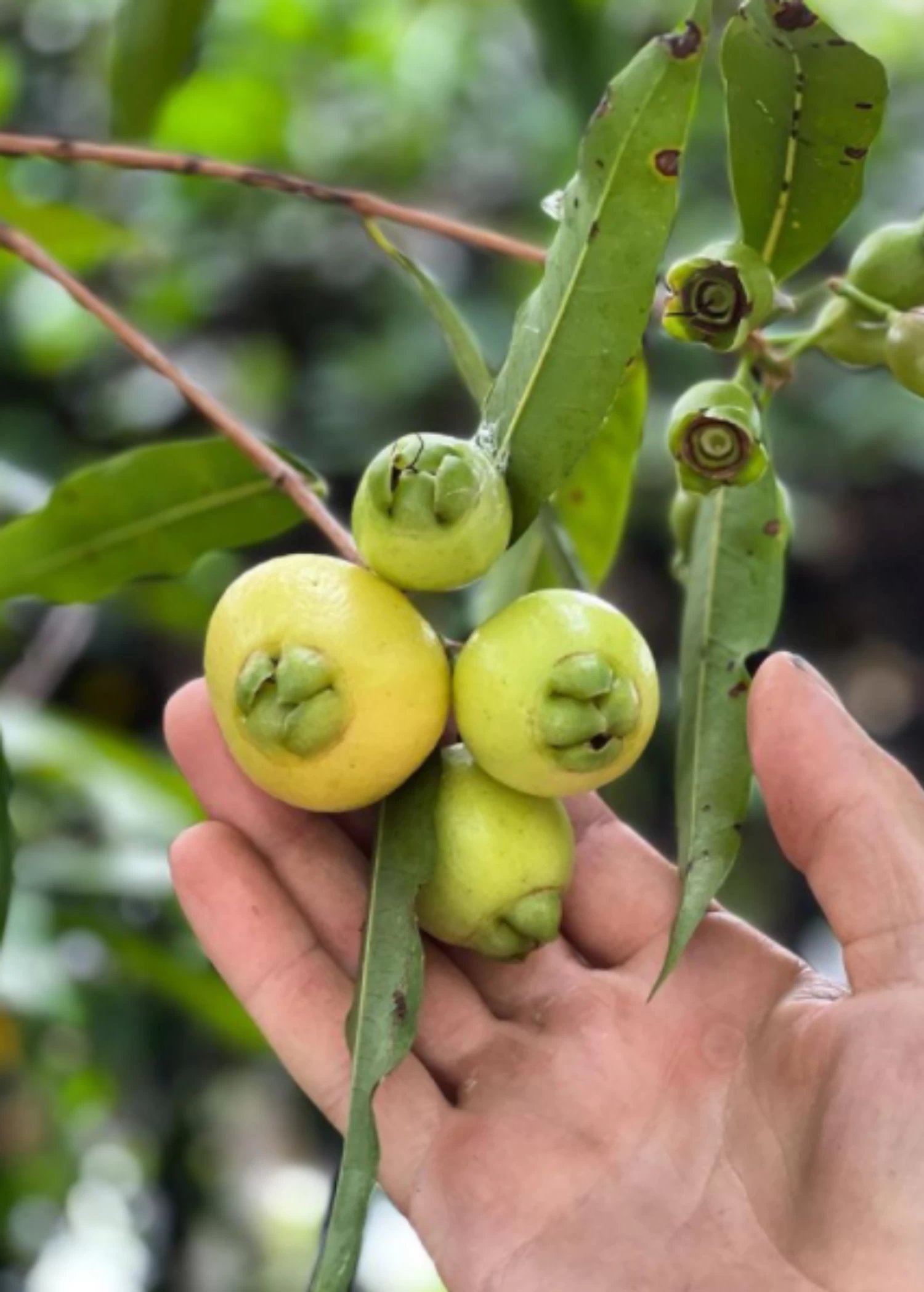Rose Apple (Syzygium Jambos) - Image 3