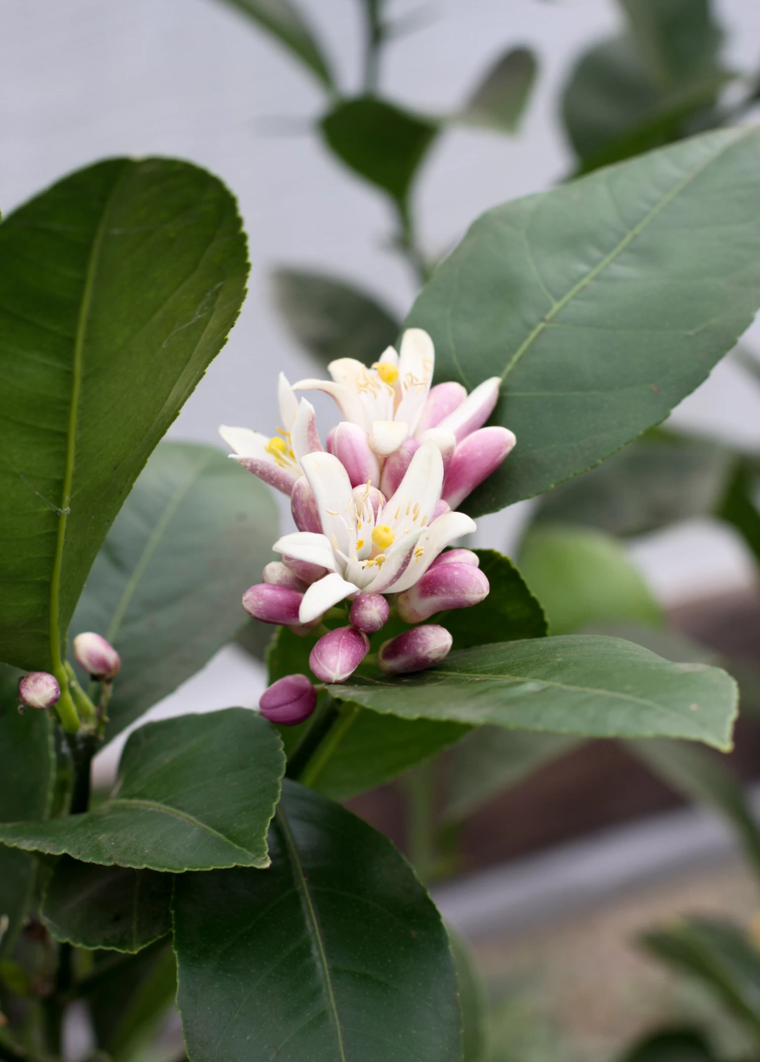 Meyer Lemon (Citrus × Meyeri) - Image 6