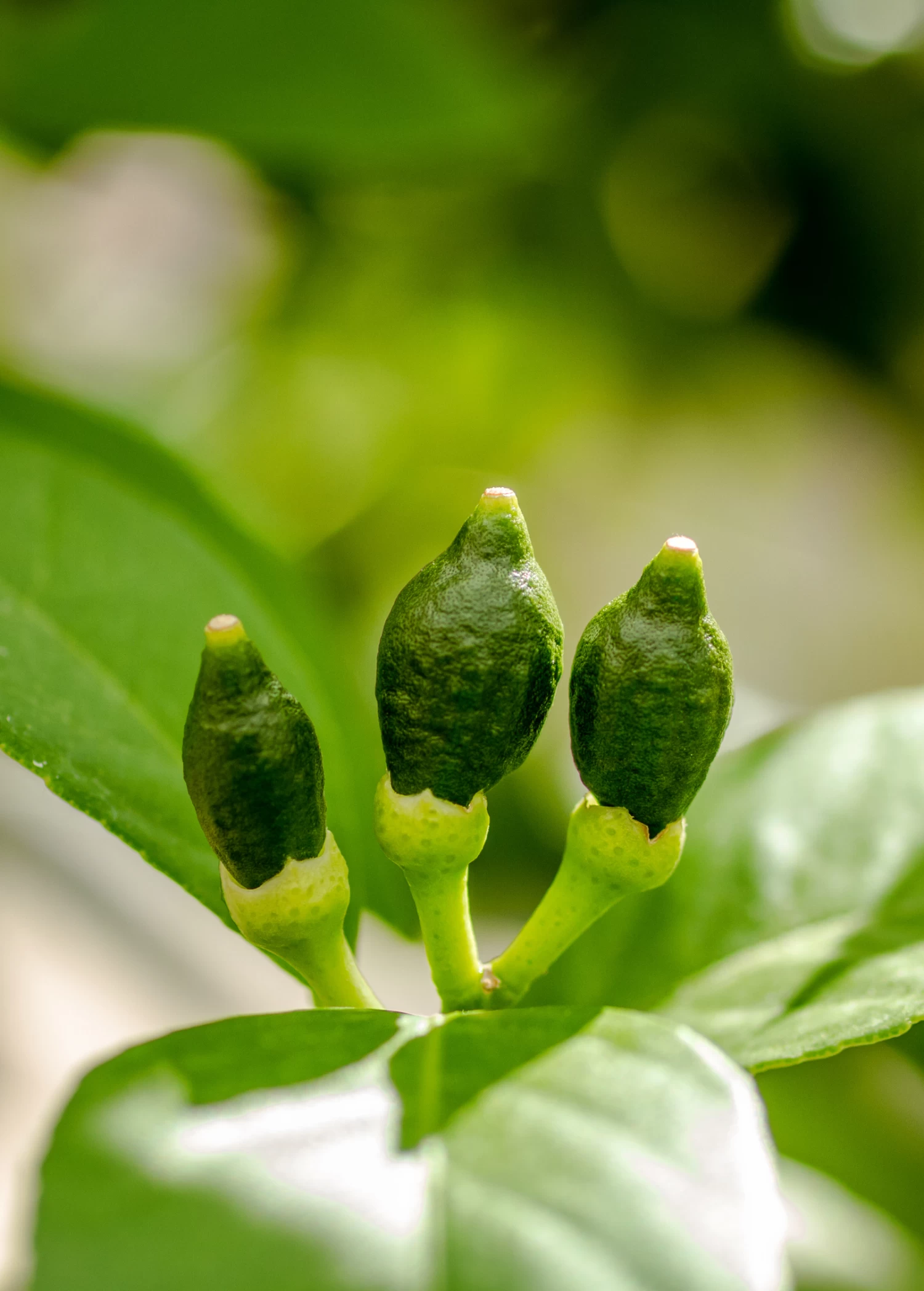 Meyer Lemon (Citrus × Meyeri) - Image 7