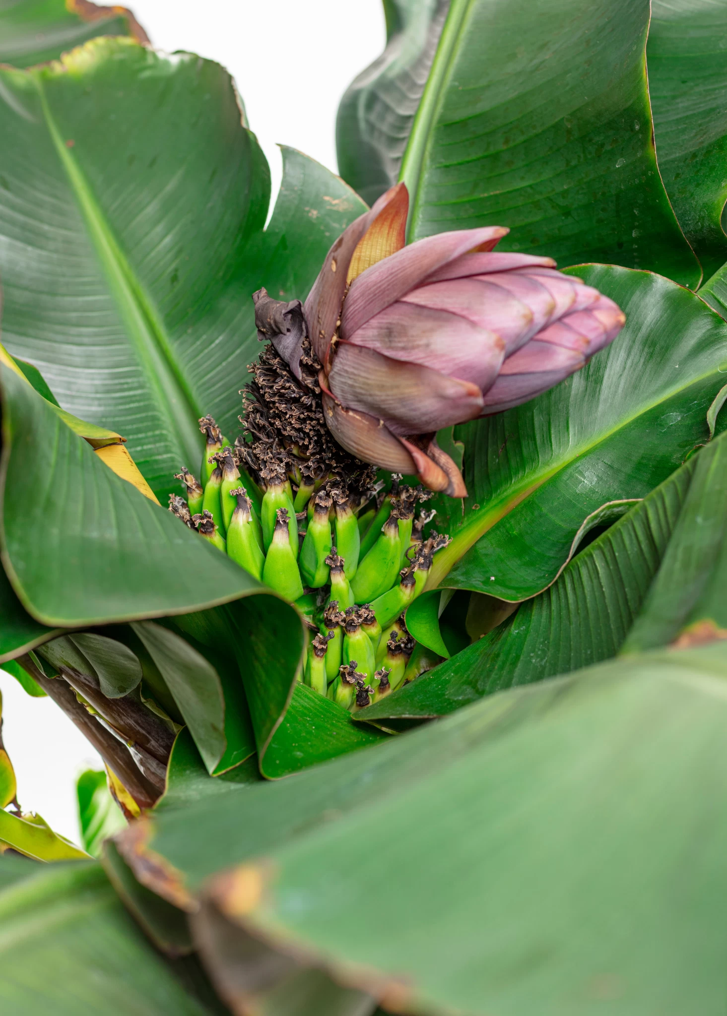 Banana 'Dwarf Cavendish' (Musa Acuminata) - Image 2
