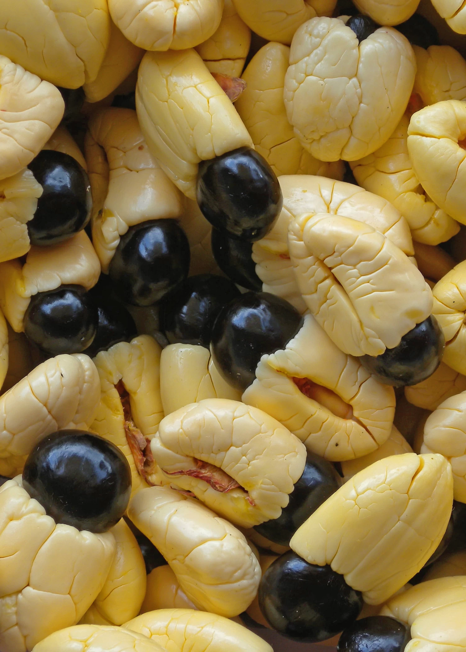 Ackee (Blighia Sapida) - Image 2