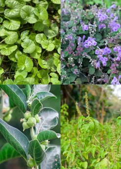 Adaptogen Herb Bundle: Gotu Kola, Skullcap, Ashwagandha, Tulsi