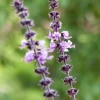 African Blue Basil (Ocimum Kilimandscharicum × Basilicum 'Dark Opal')