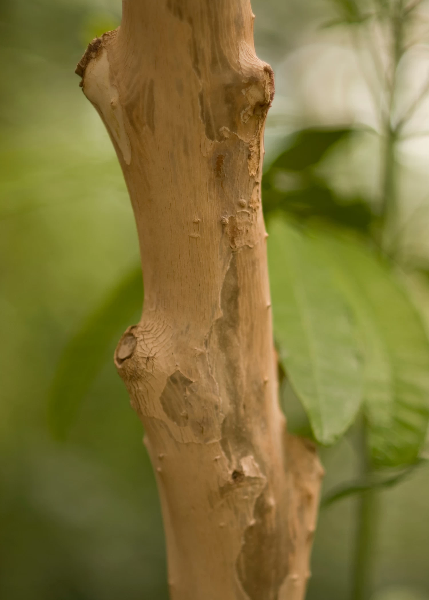 Allspice (Pimenta Dioica) - Image 3