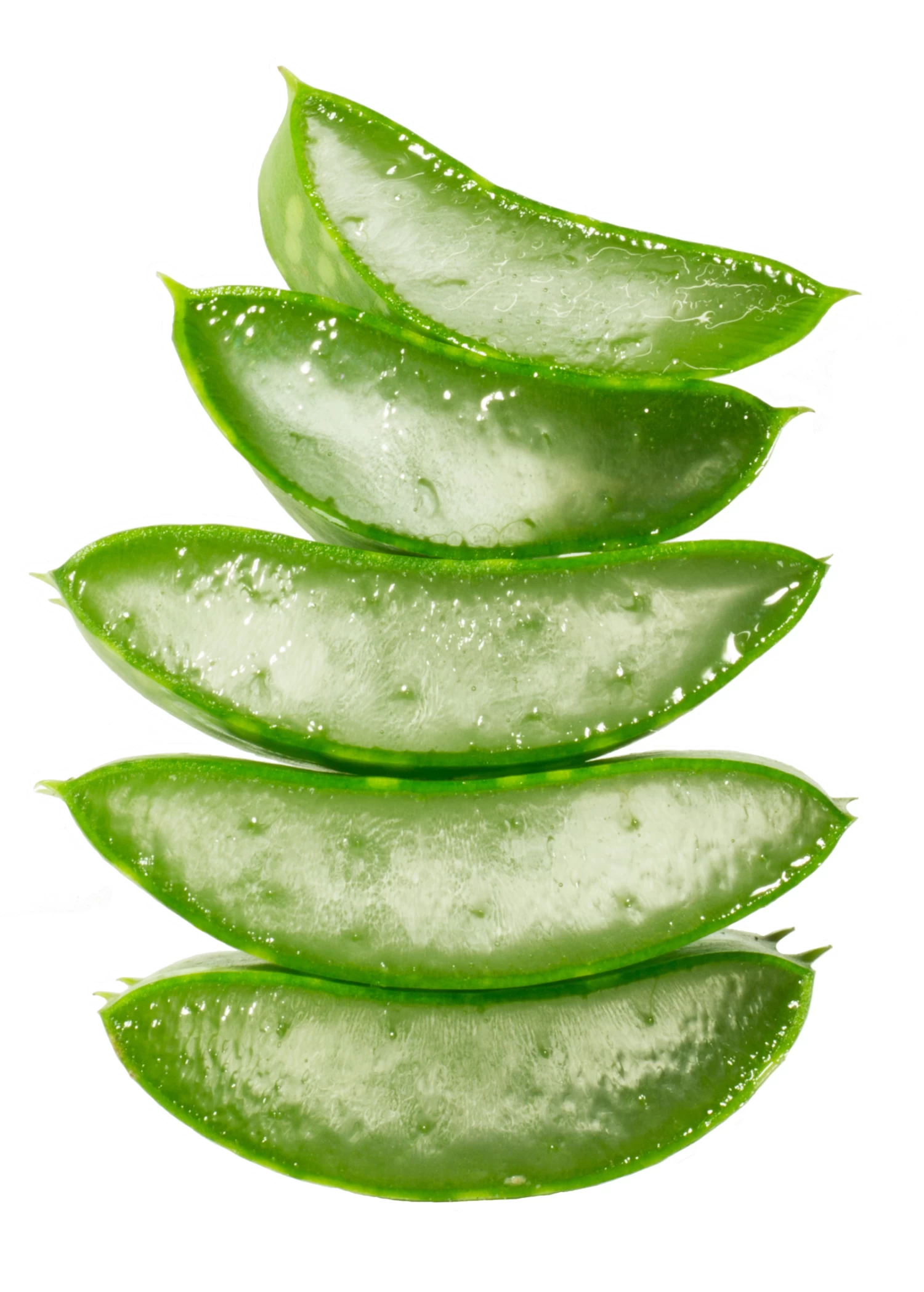 Aloe (Aloe Vera) - Image 4