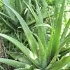 Aloe (Aloe Vera)