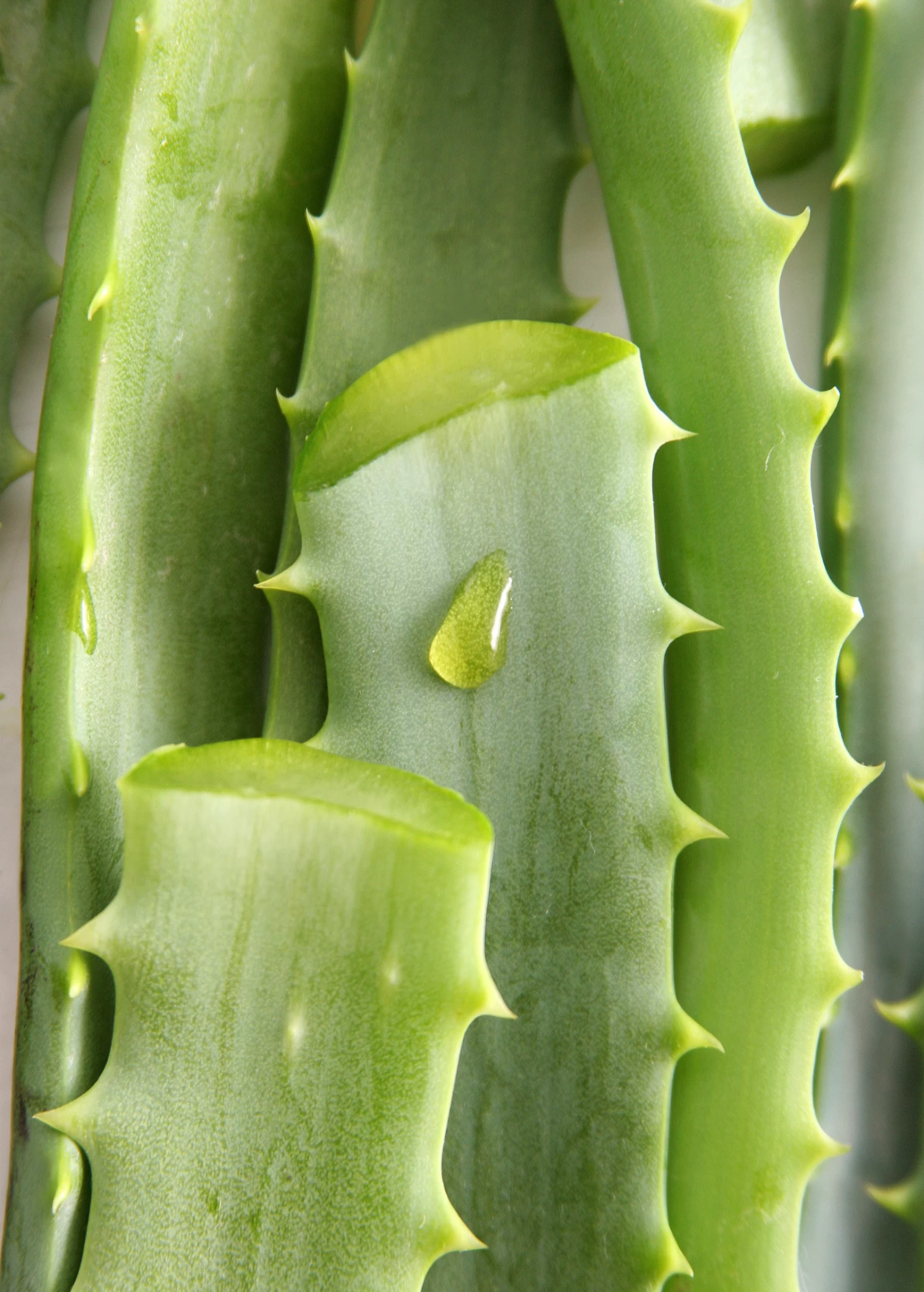 Aloe (Aloe Vera) - Image 7