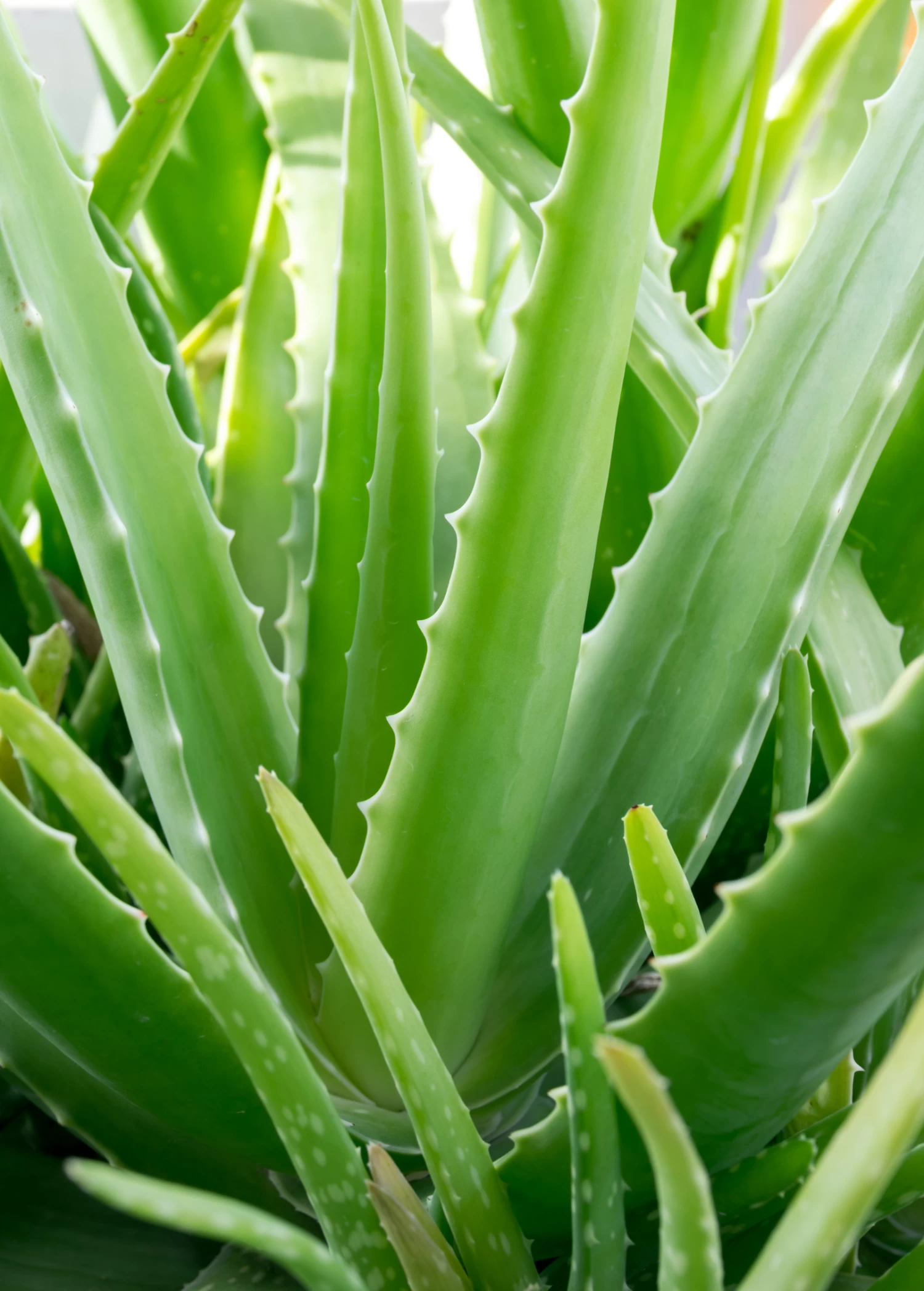 Aloe (Aloe Vera) - Image 2