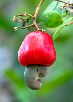 Cashew, Red (Anacardium Occidentale)
