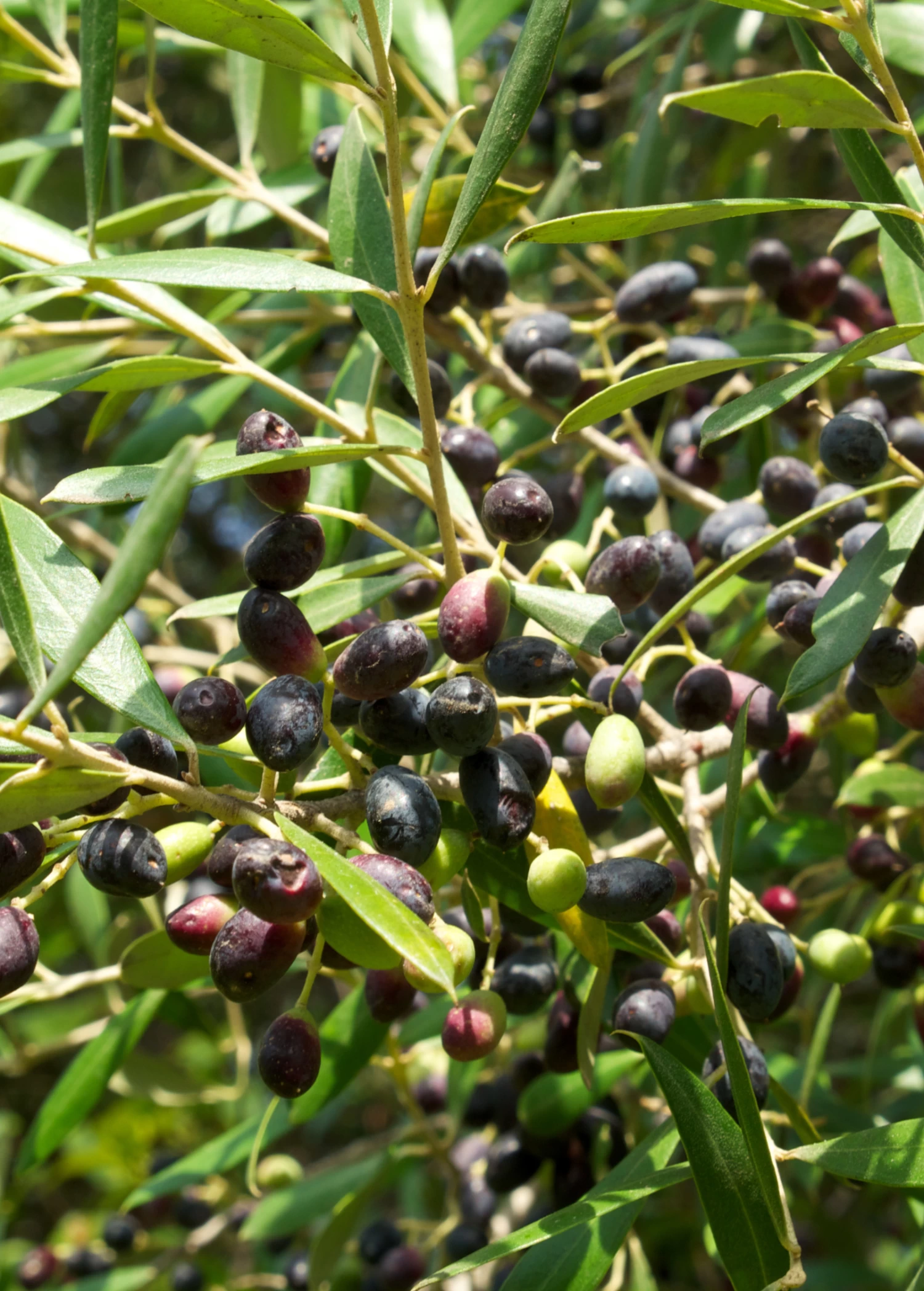 Olive 'Arbequina' (Olea Europea) - Image 6