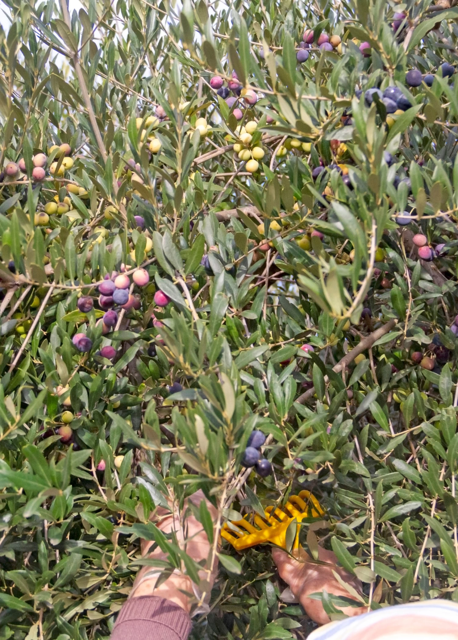 Olive 'Arbequina' (Olea Europea) - Image 3