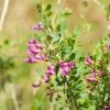 Astragalus (Astragalus Membranaceus)