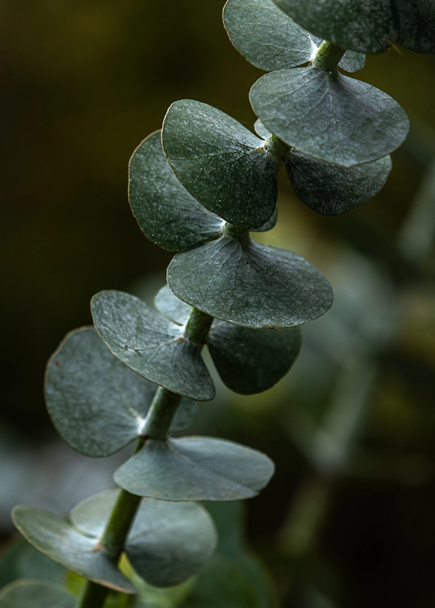Baby Blue Eucalyptus (Eucalyptus Pulverulenta) - Image 2
