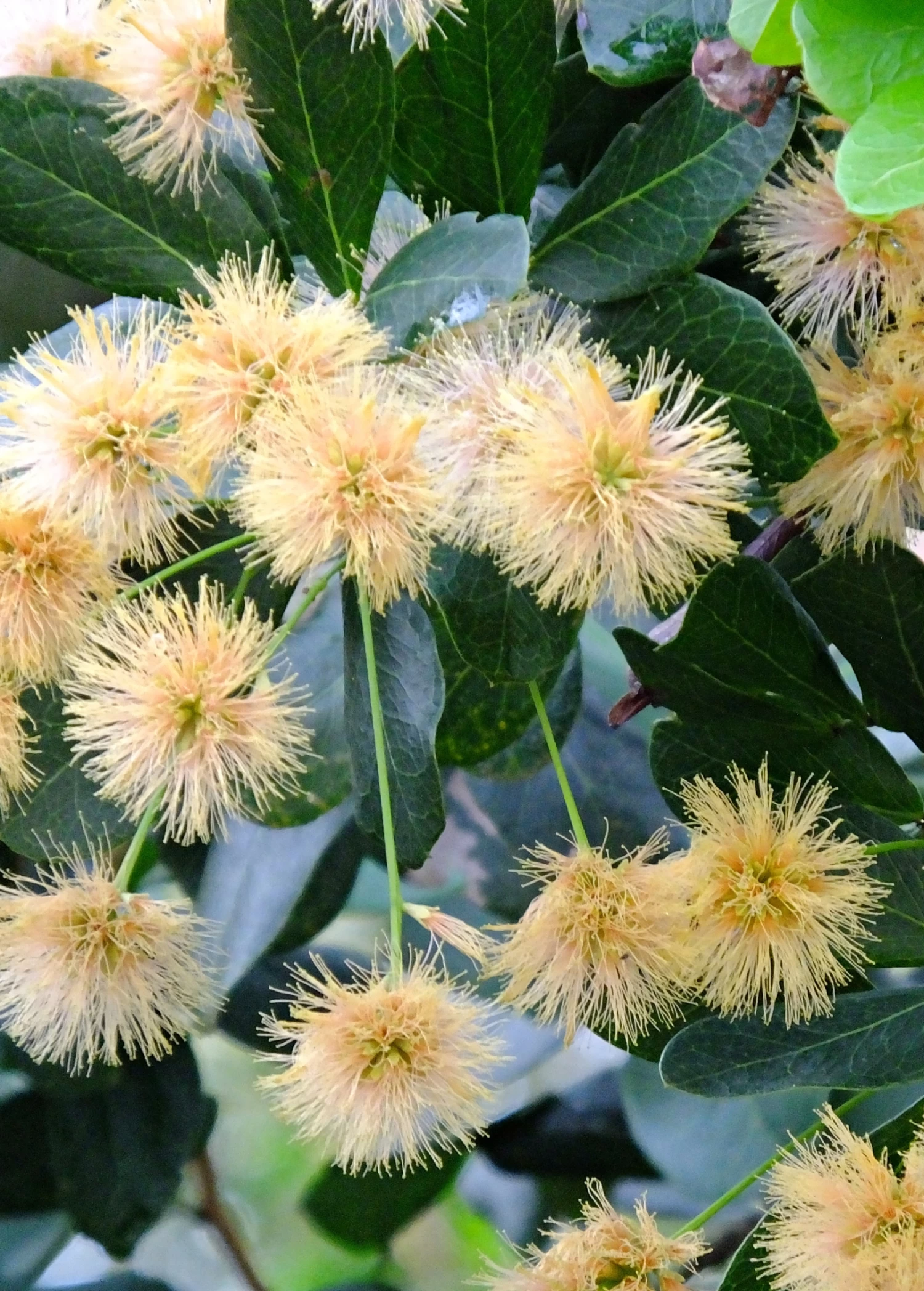 Black Bead (Pithecellobium Keyense) - Image 5