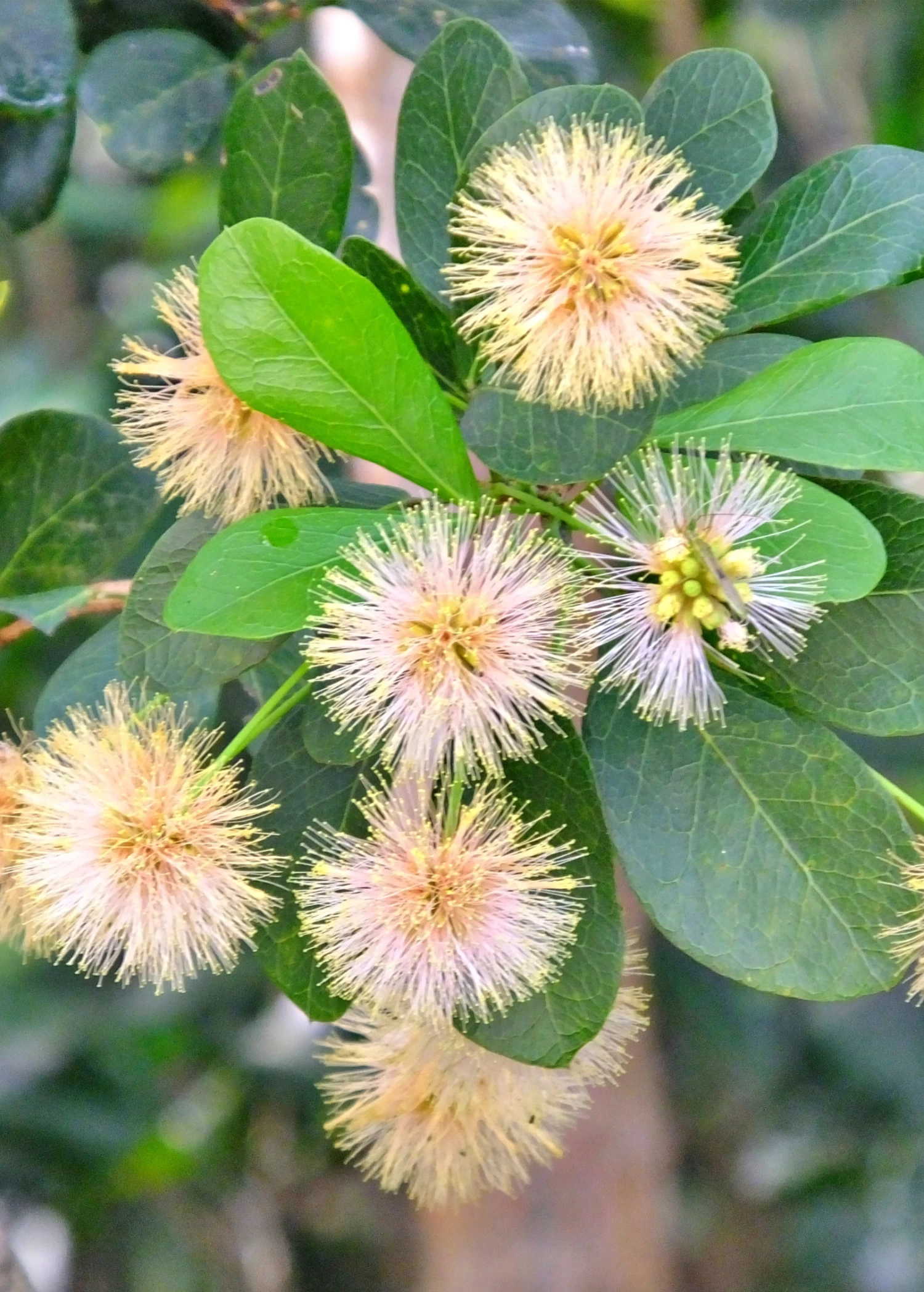 Black Bead (Pithecellobium Keyense) - Image 4