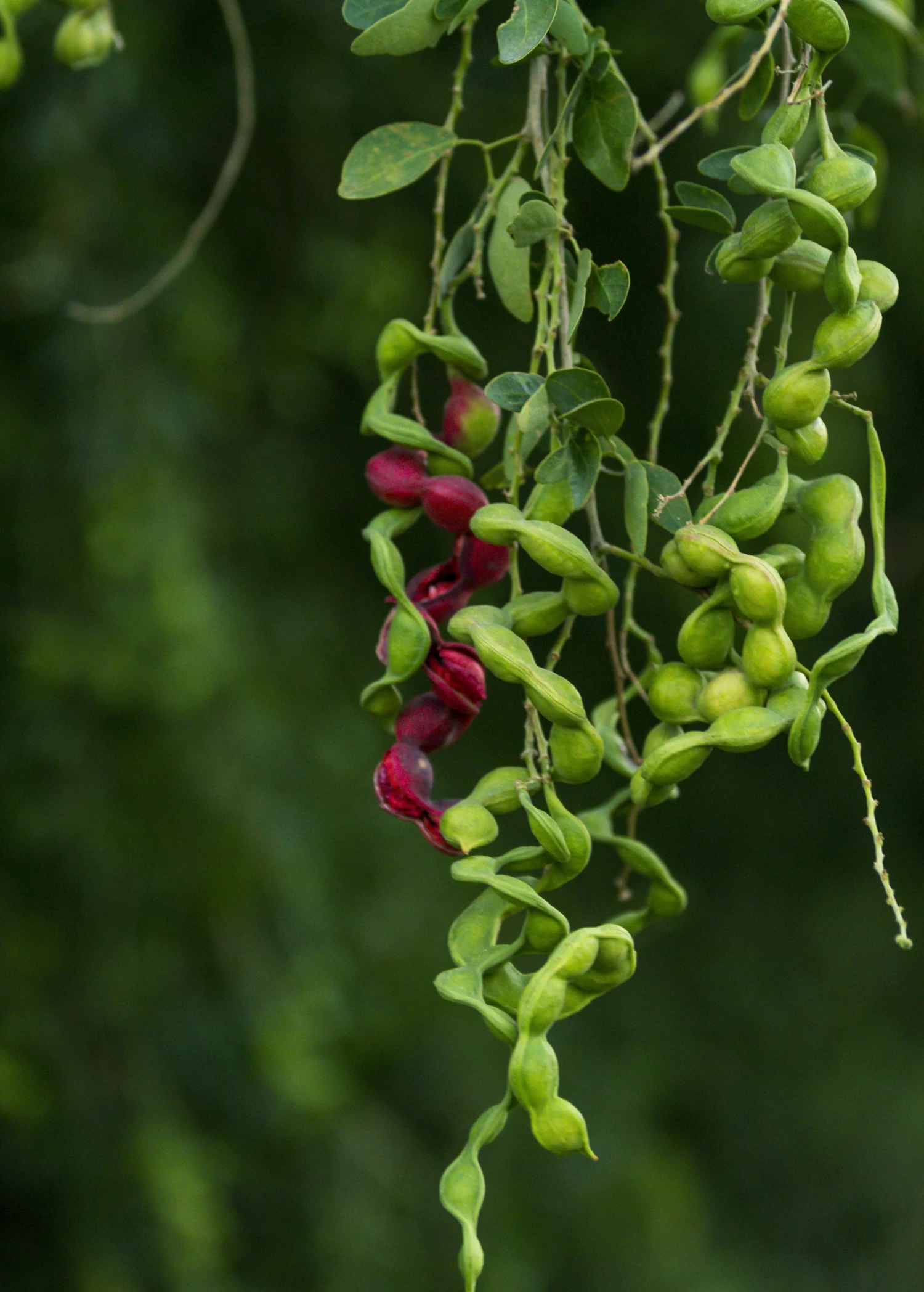Black Bead (Pithecellobium Keyense) - Image 3
