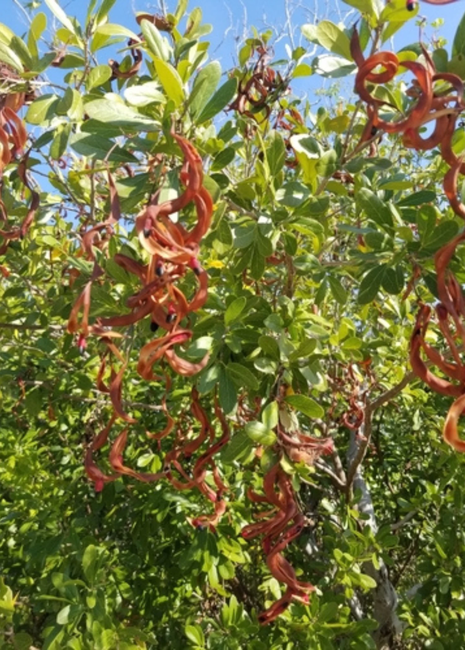 Black Bead (Pithecellobium Keyense) - Image 2