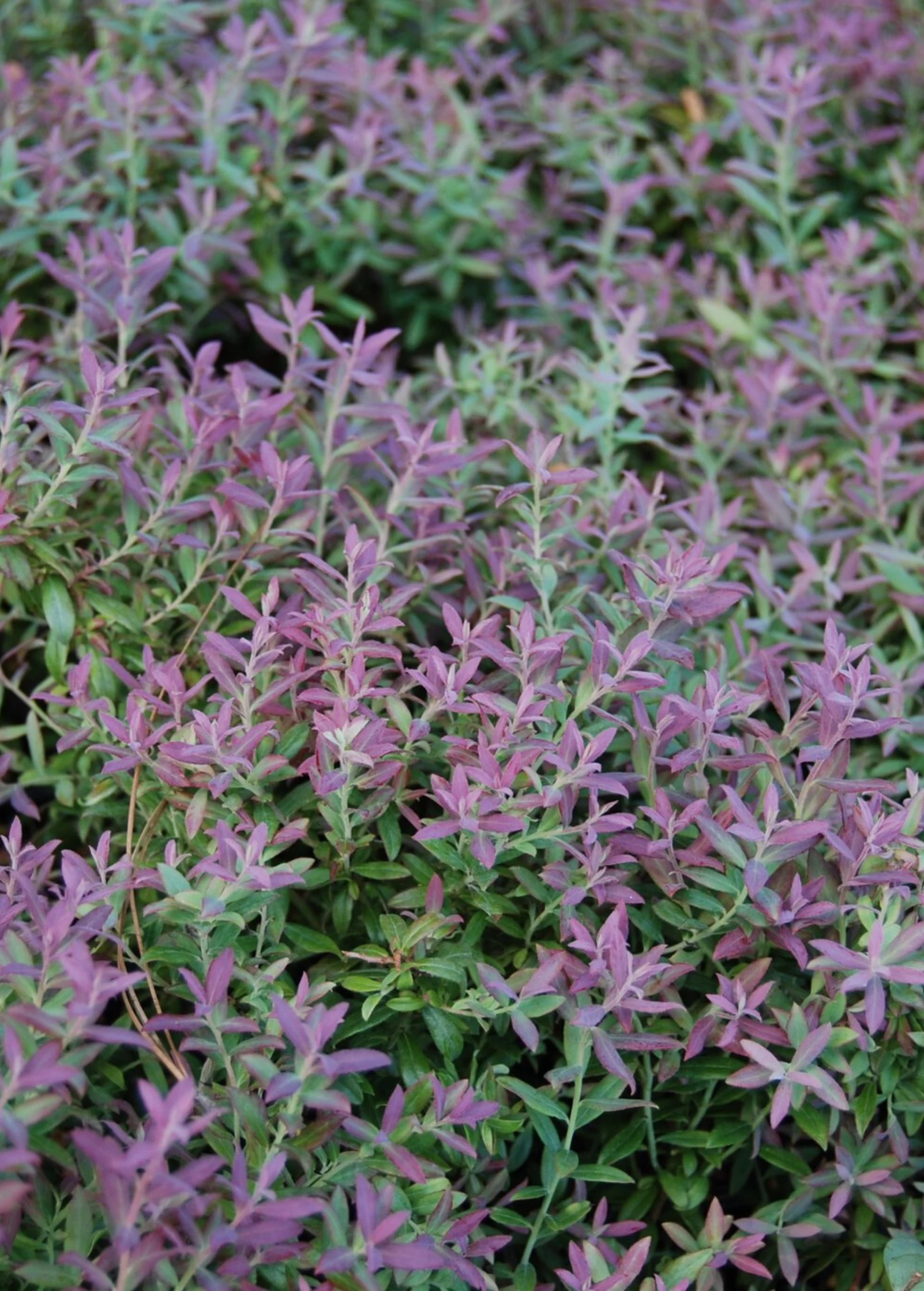 Blueberry 'Native Florida' (Vaccinium Darrowii) - Image 2