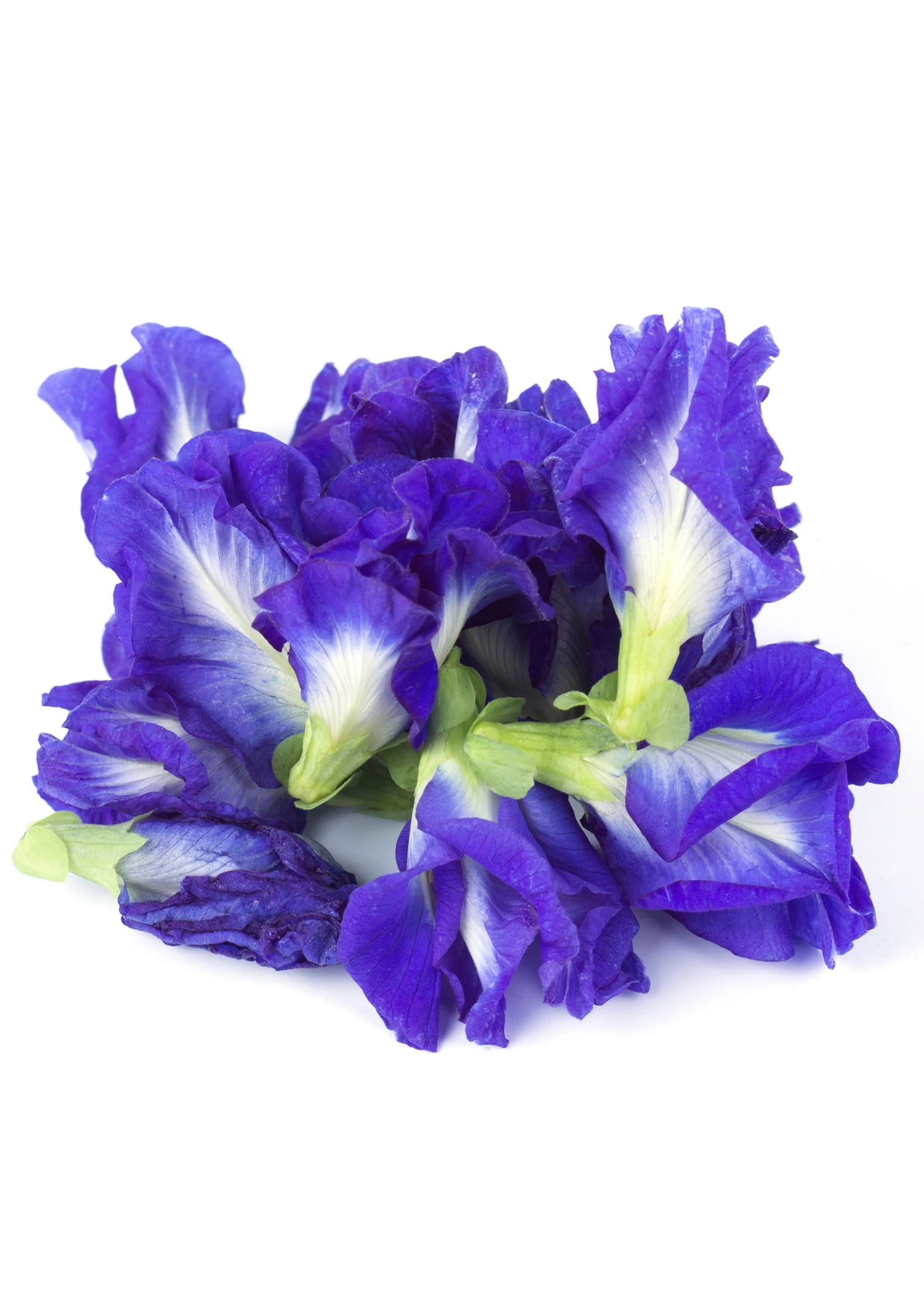 Butterfly Pea (Clitoria Ternatea) - Image 3