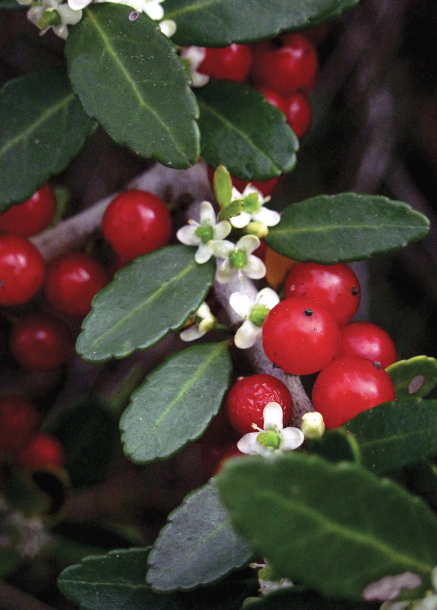 Yaupon Holly (Ilex Vomitoria) - Image 2