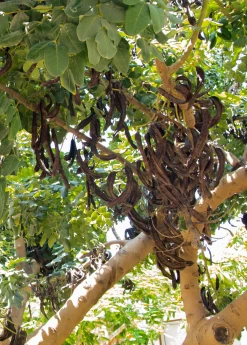 Carob (Ceratonia Siliqua)