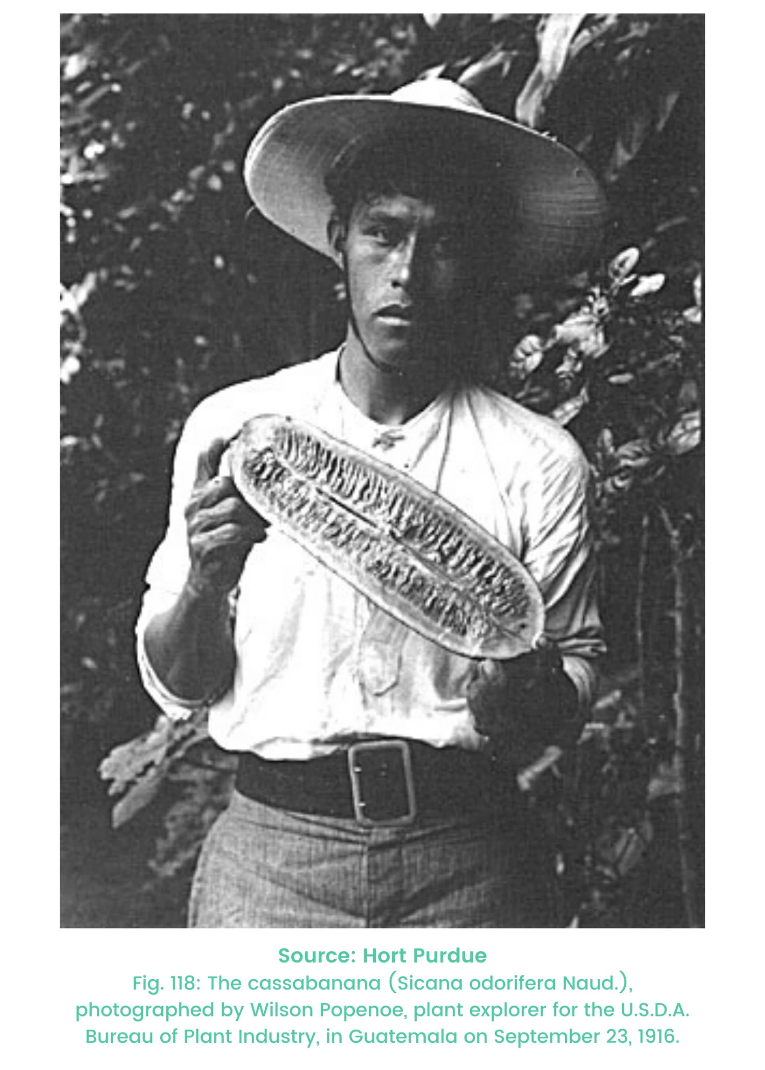 Cassabanana (Sicana Odorifera) - Image 2