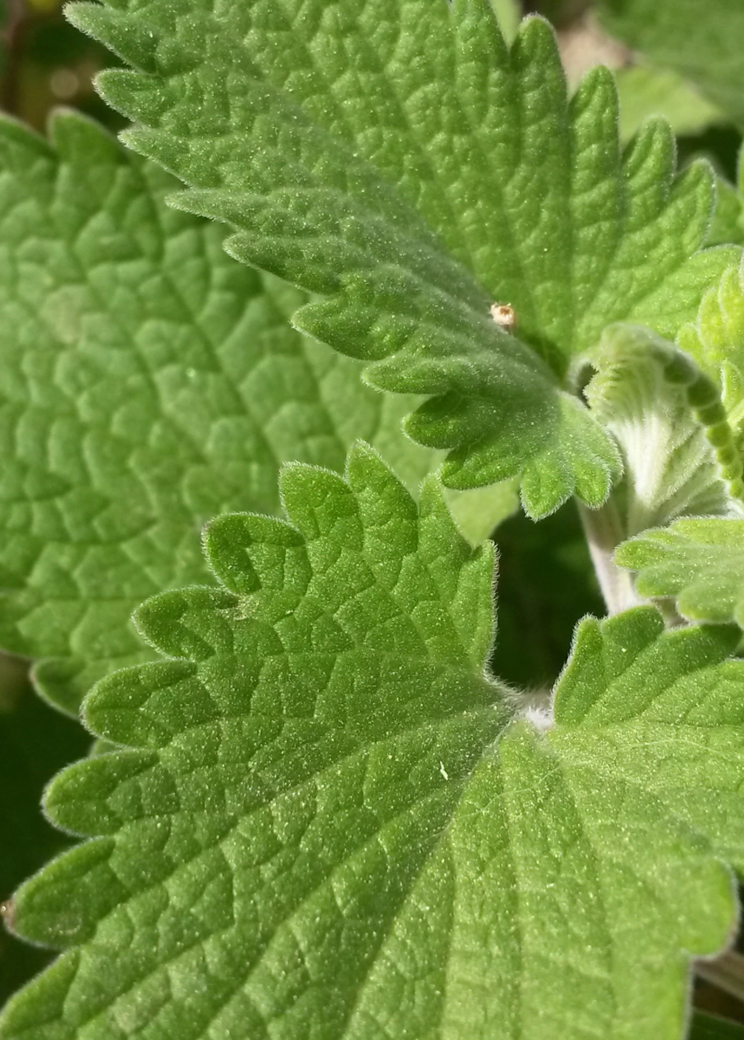 Catnip (Nepeta Cataria) - Image 3