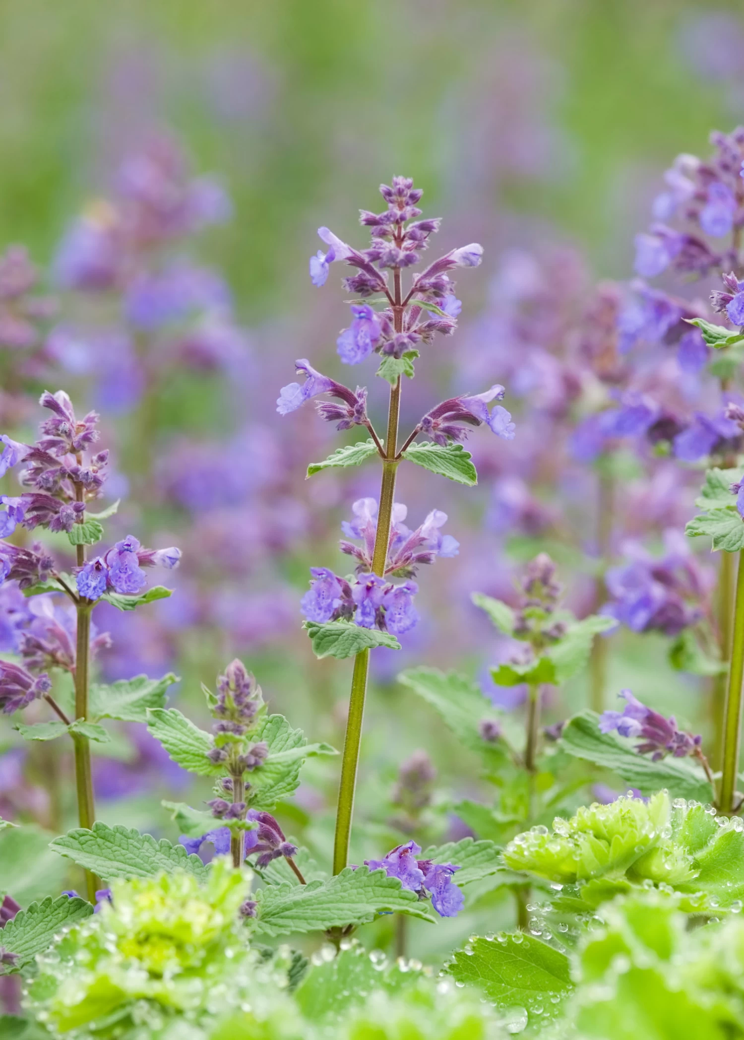 Catnip (Nepeta Cataria) - Image 5