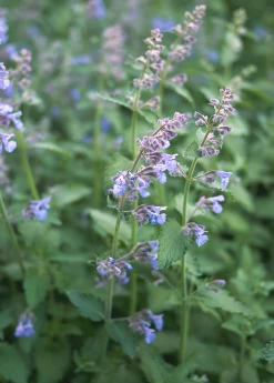 Catnip (Nepeta Cataria)