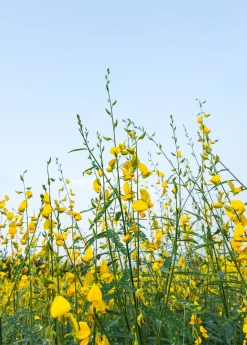 Chipilín (Crotalaria Longirostrata)