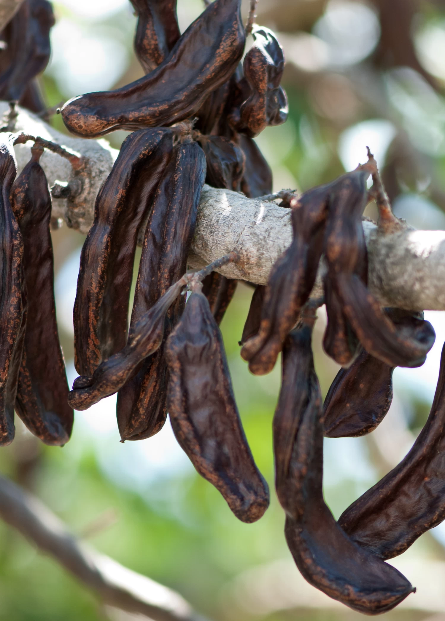 Carob (Ceratonia Siliqua) - Image 2
