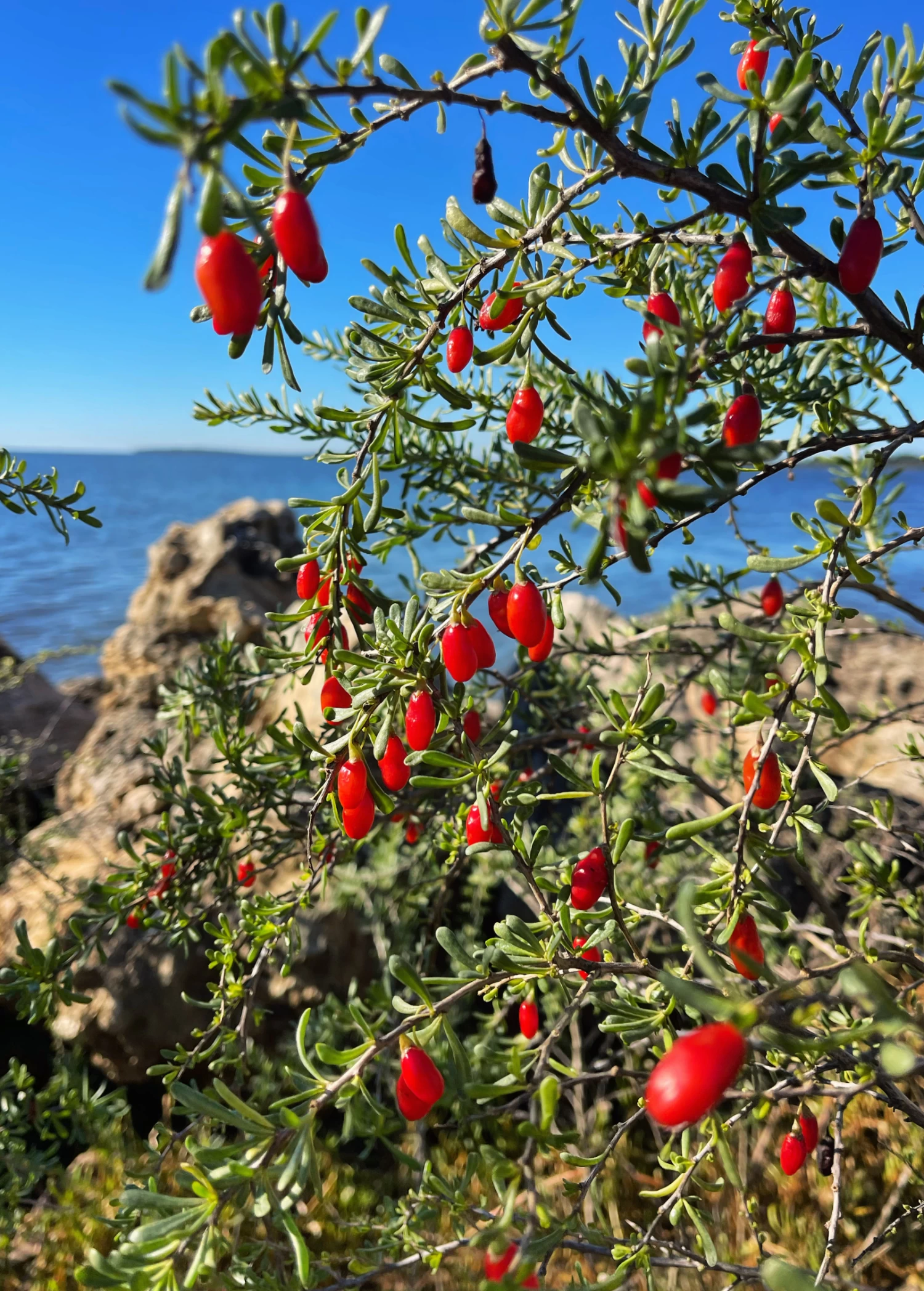 Christmasberry (Lycium Carolinianum) - Image 5