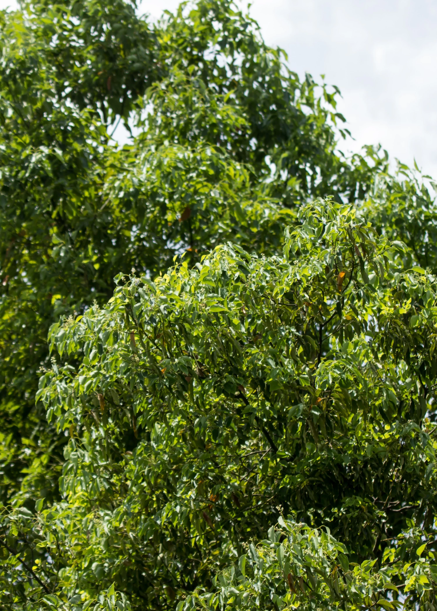 Camphor (Cinnamomum Camphora) - Image 2