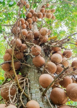 Cannonball Tree (Couroupita Guianensis)