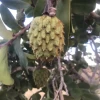 Mountain Soursop (Annona Montana)